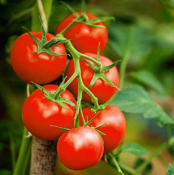 tomato